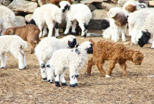 Улсын хэмжээнд 4.2 сая эх мал төллөж, төл бойжилт 99 хувьтай байна